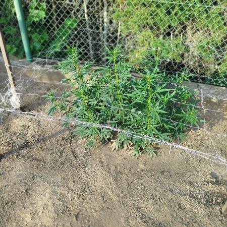 Outdoor 2026 - Green Poison Fast