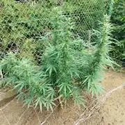 Outdoor 2026 - Green Poison Fast