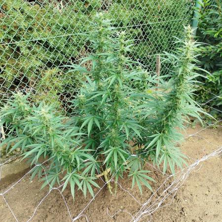 Outdoor 2026 - Green Poison Fast