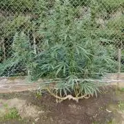 Outdoor 2026 - Green Poison Fast