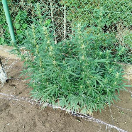 Outdoor 2026 - Green Poison Fast