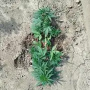 Outdoor 2026 - Green Poison Fast