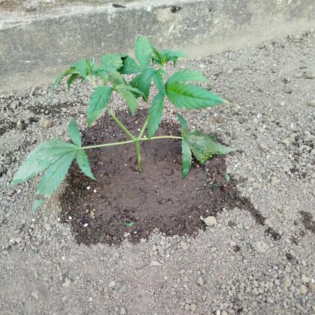 Outdoor 2026 - Green Poison Fast