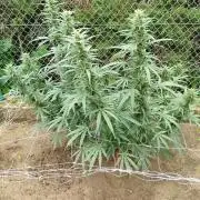 Outdoor 2026 - Green Poison Fast