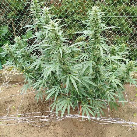 Outdoor 2026 - Green Poison Fast