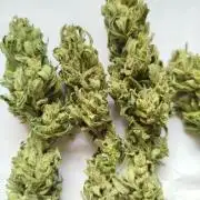 Outdoor 2026 - Green Poison Fast