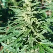 Outdoor 2026 - Green Poison Fast
