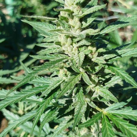 Outdoor 2026 - Green Poison Fast