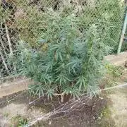 Outdoor 2026 - Green Poison Fast