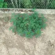 Outdoor 2026 - Green Poison Fast