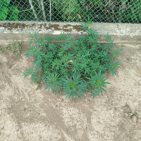 Outdoor 2026 - Green Poison Fast