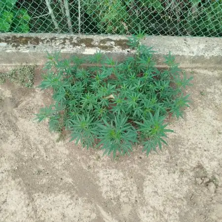Outdoor 2026 - Green Poison Fast