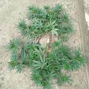 Outdoor 2026 - Green Poison Fast