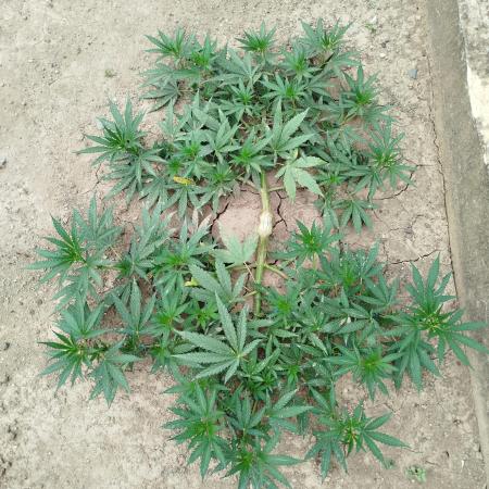 Outdoor 2026 - Green Poison Fast