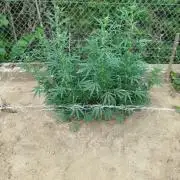 Outdoor 2026 - Green Poison Fast