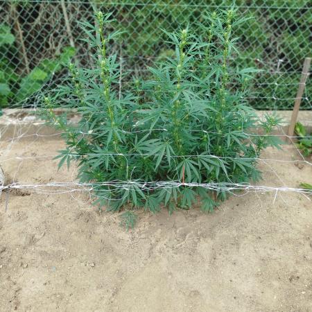 Outdoor 2026 - Green Poison Fast