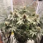 ROOTS 420 vol.2