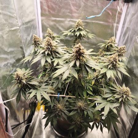 ROOTS 420 vol.2