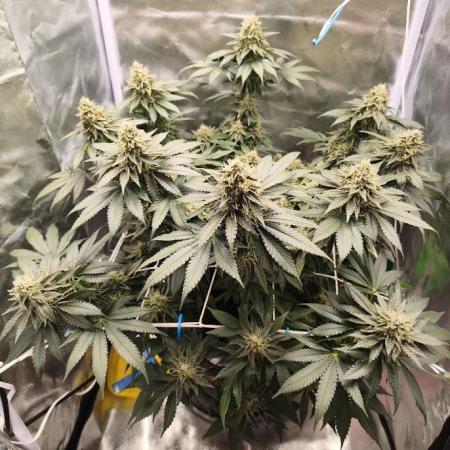 ROOTS 420 vol.2