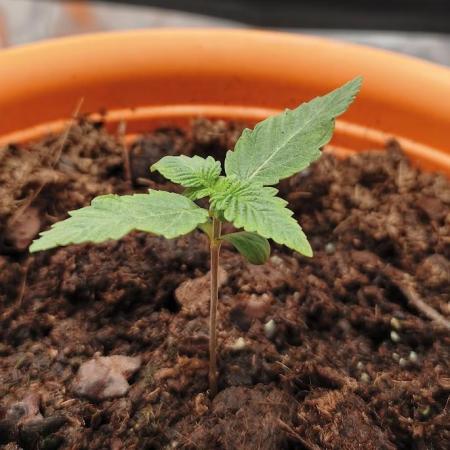 ROOTS 420 vol.3