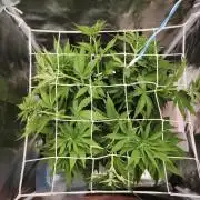ROOTS 420 vol.2