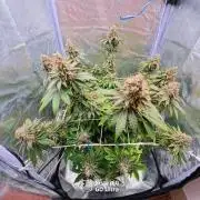 ROOTS 420 vol.2