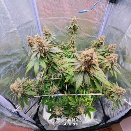 ROOTS 420 vol.2