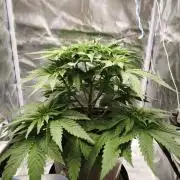ROOTS 420 vol.2