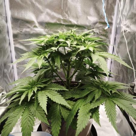 ROOTS 420 vol.2