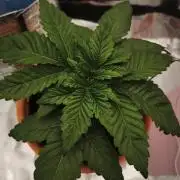 ROOTS 420 vol.2