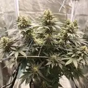 ROOTS 420 vol.2