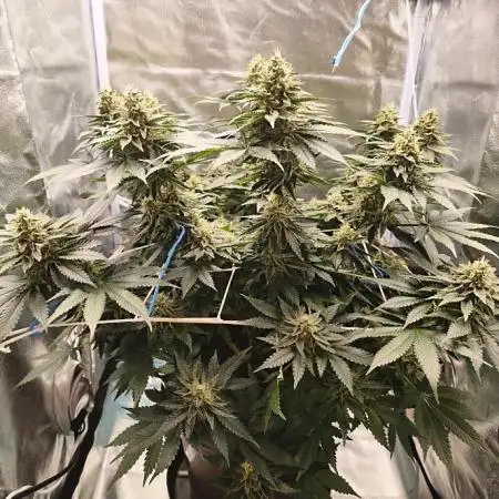ROOTS 420 vol.2