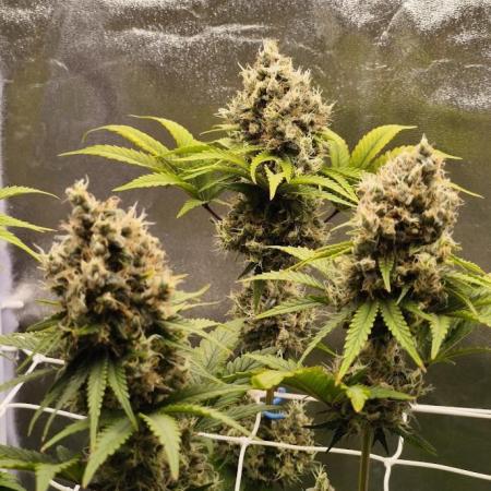 ROOTS 420