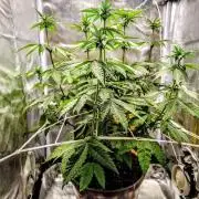 ROOTS 420 vol.3