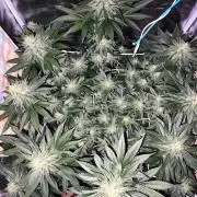 ROOTS 420 vol.2