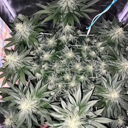 ROOTS 420 vol.2