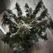ROOTS 420 vol.2