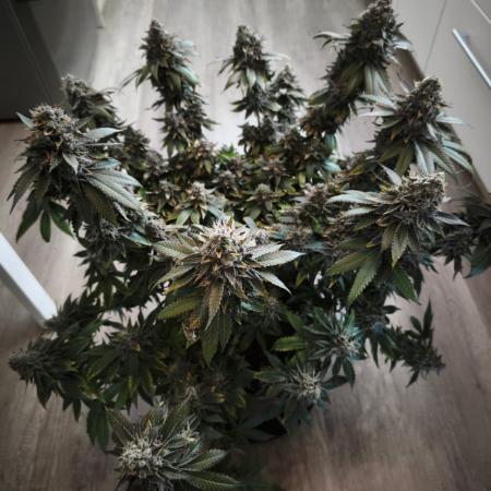 ROOTS 420 vol.2