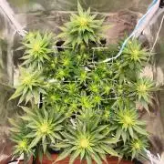 ROOTS 420 vol.2