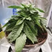 ROOTS 420 vol.2