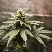 ROOTS 420 vol.2