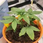 ROOTS 420 vol.3