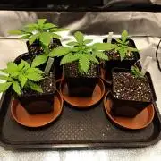 00 shit seeds