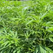 Outdoor organic 2026.