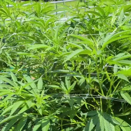 Outdoor organic 2026.