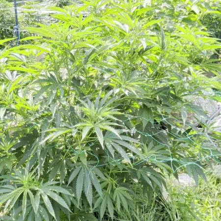 Outdoor organic 2026.