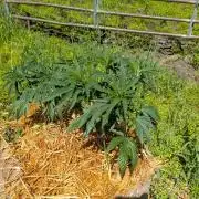 Outdoor organic 2026.