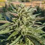 Ethos hash plant hunt