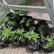Outdoor organic 2026.