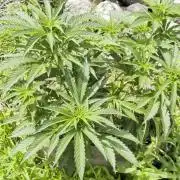 Outdoor organic 2026.